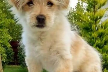 De ce și cum te iubește câinele tău