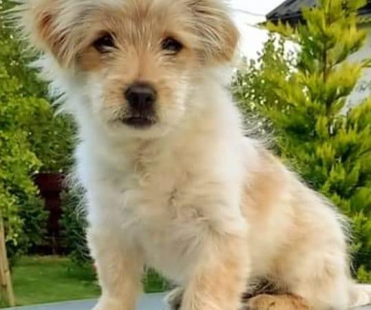 De ce și cum te iubește câinele tău